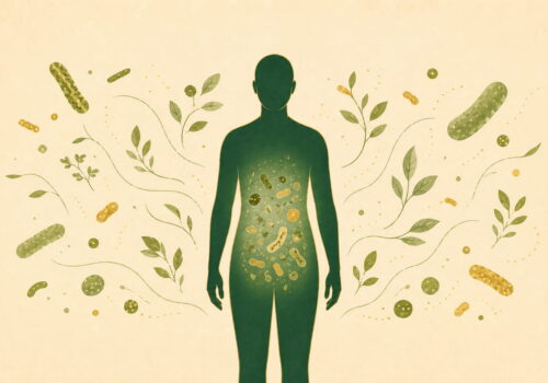 Illustration éditoriale : microbiote intestinal et perte de poids — FitGood Nantes