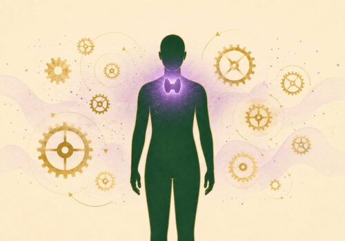 Illustration éditoriale : thyroïde, régulateur du métabolisme — FitGood Nantes